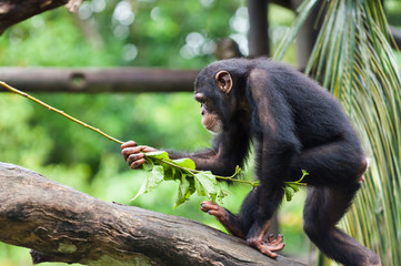 Naklejka premium Common Chimpanzee