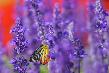Fototapeta na wymiar Monarch Butterfly on the Lavender in Garden