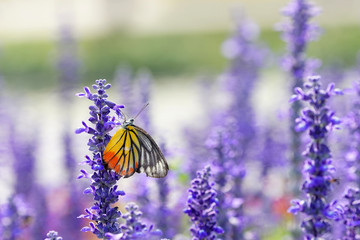Monarch Butterfly on the Lavender in Garden