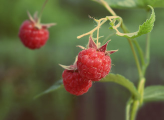 raspberry - vintage retro style