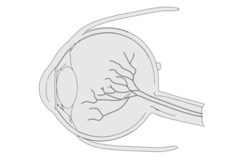 cartoon illustration of eye section