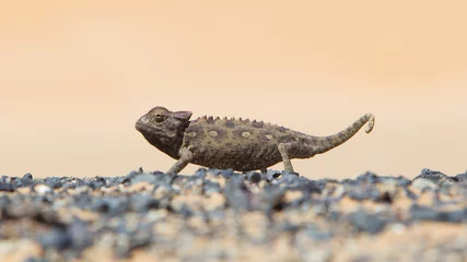 Photo sur Plexiglas Caméléon Namaqua Chameleon hunting in the Namib desert