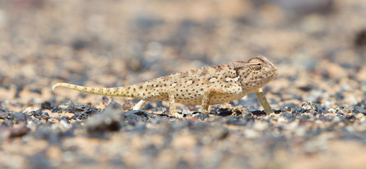 Namaqua Chameleon hunting in the Namib desert