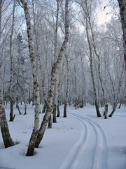 Path to the snow-covered winter forest