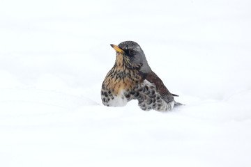 Fieldfare, Turdus pilaris