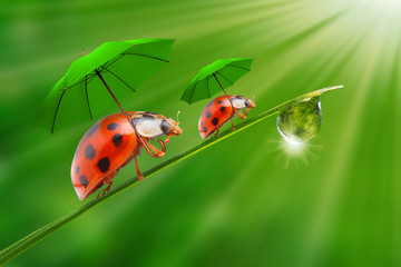 Little ladybugs with umbrella.