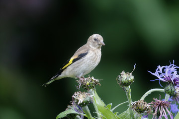 Goldfinch, Carduelis carduelis
