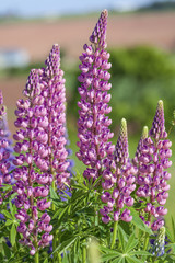 Prince Edward Island Lupins
