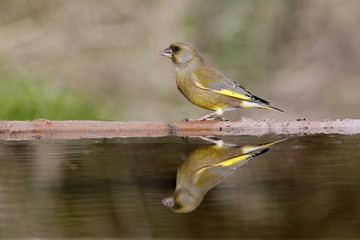 Greenfinch, Carduelis chloris,
