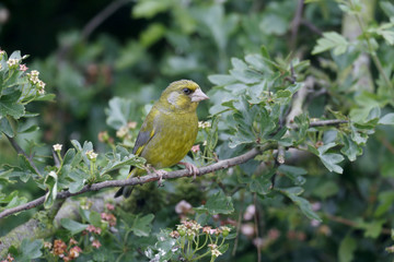 Greenfinch, Carduelis chloris,