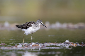 Greenshank, Tringa nebularia,