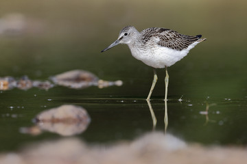 Greenshank, Tringa nebularia,