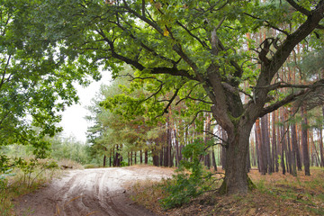 Дуб у дороги. Old oak and forest road