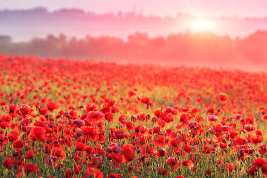 red poppy field in morning mist © Pavlo Klymenko