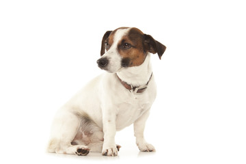 Jack Russell terrier