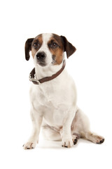 Jack Russell terrier