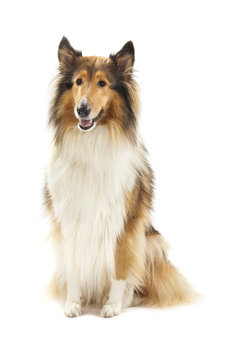 Rough Collie