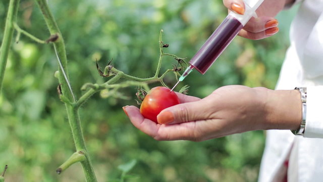 scientist injecting the antibiotic into the tomato