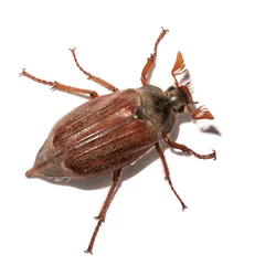 Maikäfer, Melolontha, Insekt, cockchafer, maybug © mahey
