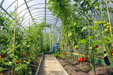 Growing tomatoes in the greenhouse made of polycarbonate
