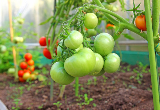 Bunch of green tomatoes on a branch growing in a greenhouse