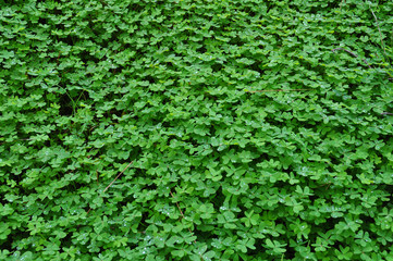 clover plant with rain drops