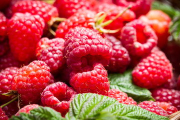 Closeup of freshly picked raspberries in the basket