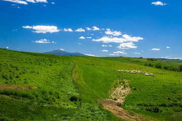 Fototapeta na wymiar Sheep Grazing in Rolling Tuscany Landscape