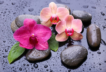 Naklejka na ściany i meble Composition with beautiful blooming orchid with water drops and
