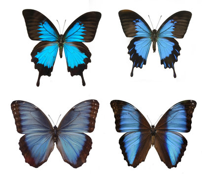 four blue butterfly