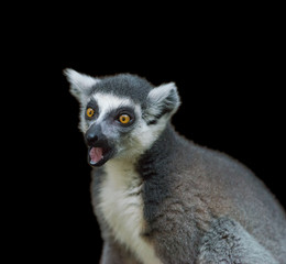 Obraz premium isolated aye-aye