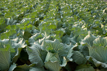 キャベツ畑