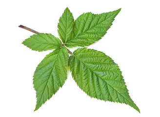 Blackberry leaf isolated