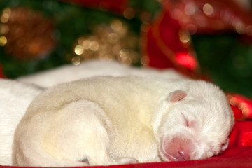 Small White Puppy Sleeping