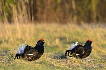 Two lekking black grouses