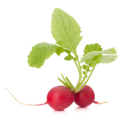 Small garden radish with leaves