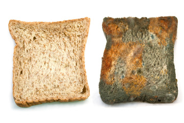 Moldy bread
