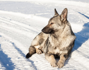 Gray dog ​​lying in the snow