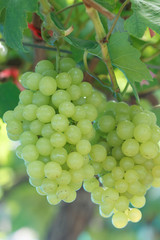 grapes