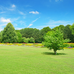 Beautiful meadow on park