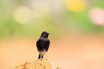 Pied Bushchat  Saxicola   male in Sri lanka