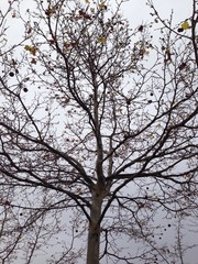 arbol en otoño