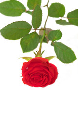 Bright red rose isolated