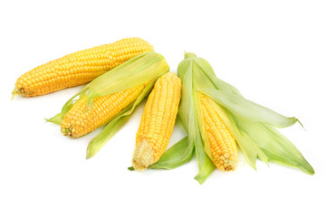 Corn cobs isolated on a white background