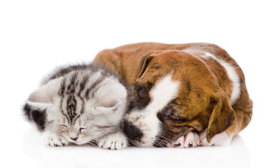 Scottish kitten and puppy sleeping together. isolated on white