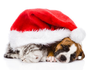 sleeping Scottish kitten and puppy with santa hat. isolated 