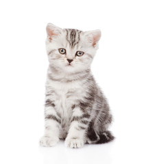 Scottish kitten looking at camera. isolated on white background