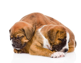 sleeping puppies. isolated on white background