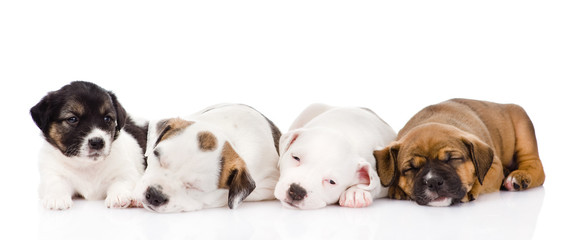 group of puppies sleeping. isolated on white background