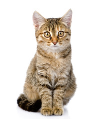 little kitten sitting in front. isolated on white background